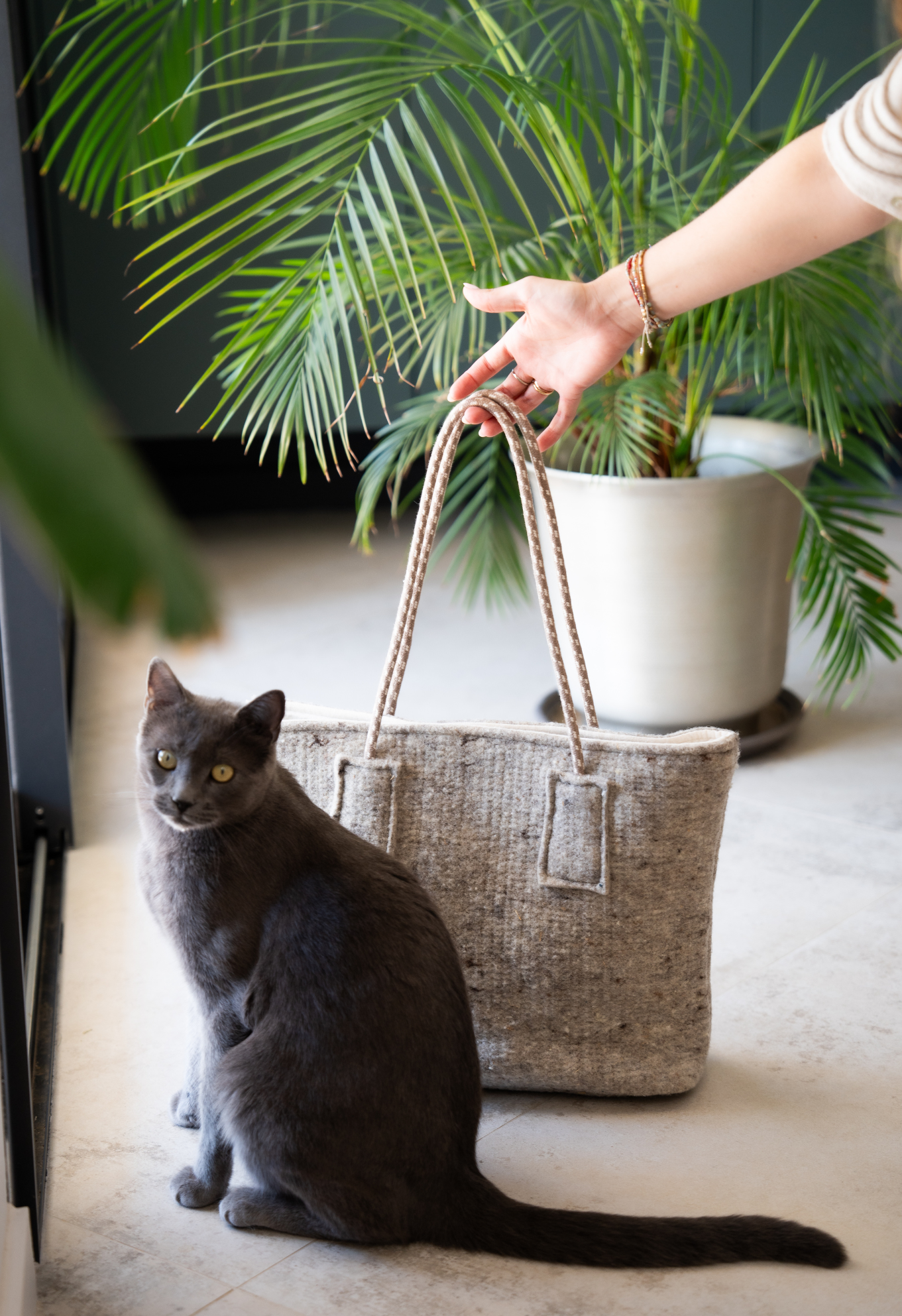 Chat gris assis devant un sac en tissu, avec une plante en arrière-plan, une main tenant le sac.