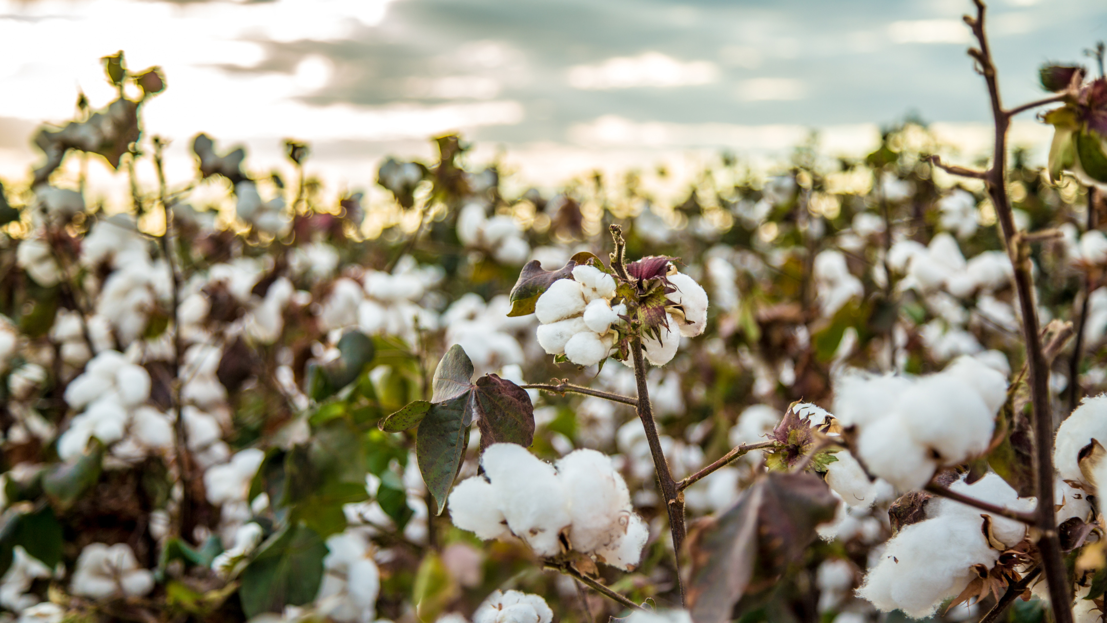 Le coton biologique est-il durable ?